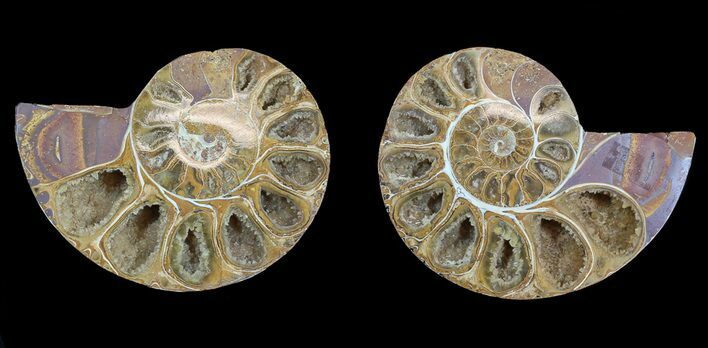 Cut & Polished, Agatized Ammonite Fossil - Jurassic #53842